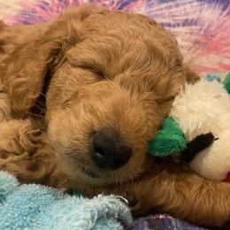 Goldendoodles from Hope Goldendoodles