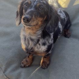 Federica - Dachshund