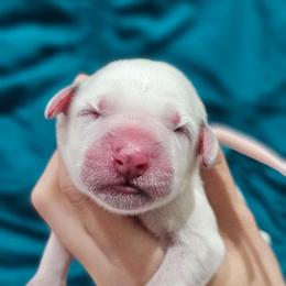 Athena - White and black female Dalmatian puppy in Gray, Georgia from Fuller Spots
