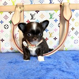 Buttons - Chocolate and white male Chihuahua puppy in Mesa, Arizona from Arizona Dream Chihuahuas