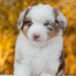 Rad - Red merle male Miniature American Shepherd puppy in Groesbeck, Texas from Epic Miniature American Shepherds
