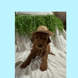 AKC  Standard poodle Chip - Red  male Poodle puppy in Harrisburg, Arkansas from Ransone’s Ridge Runners Poodles and Doodles