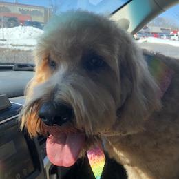 Triss Marigold - Goldendoodle