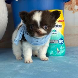 Maui - Chocolate and white female Chihuahua puppy in Gloucester, Virginia from Charlotte's Web of Chihuahuas