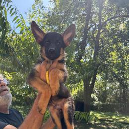 Male (Yellow collar) - Black and red male German Shepherd puppy in Dallas, Texas from Sam's Highest Quality Shepherds