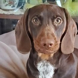 Dachshunds from Central WV Dachshunds