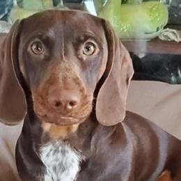 Dachshunds from Central WV Dachshunds