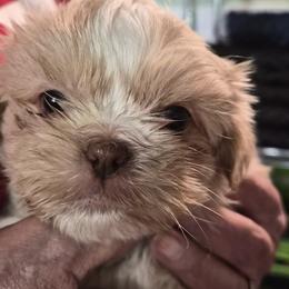 Geronimo - White male Shih Tzu puppy in Green Valley Lake, California from All American Shih Tzu Puppies