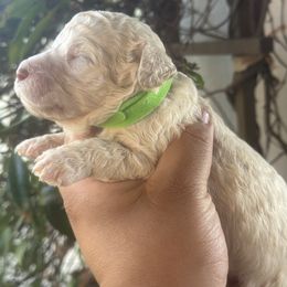 Bella - Cream female Goldendoodle puppy in Los Angeles, California from LA’s Favorite Puppies