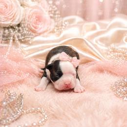 Black and White Girl - Black and white female Boston Terrier puppy in San Antonio, Texas from JT Bostons