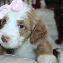 Australian Mountain Doodle, Australian Shepherd, Bernedoodle, Labradoodle, and Poodle Puppies from Island View Poodles & Doodles