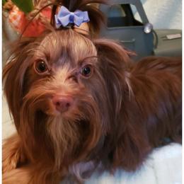 Teddy - Yorkshire Terrier