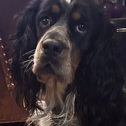 English Springer Spaniel Puppies from Sonora Hills ESS