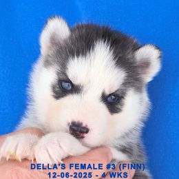 DELLA'S FEMALE 3 - Black and white female Siberian Husky puppy in Manilla, Iowa from Bruck's Siberian Huskies