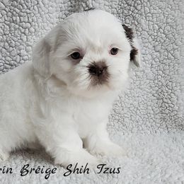 Shih Tzu Puppies from Beirin Breige Shih Tzus