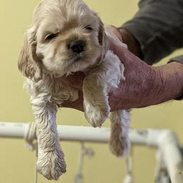 Boy 2 - Buff male Cocker Spaniel puppy in Ferron, Utah from Jacobsen's Cockers