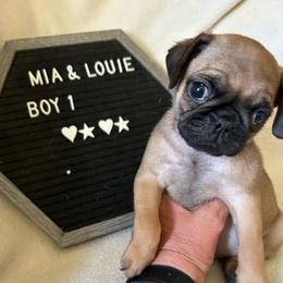 Boy 1 - Fawn male Pug puppy in Norborne, Missouri from Pug Palace