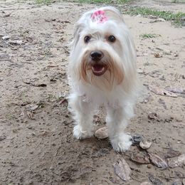 Companion Cross All Grown Up from Fancy SNORKIES