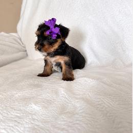 Puppy 6 - Black and tan female Yorkshire Terrier puppy in Modesto, California from TheDogHouse