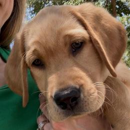 Boston - Yellow male Labrador Retriever puppy in Queen Creek, Arizona from Lucy’s Labradors