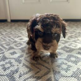 Emmett - Liver male Miniature Schnauzer puppy in Orlando, Florida from AOK SCHNAUZERS - Central Florida Miniature Schnauzers