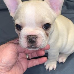 French Bulldog Puppies from Susie’s Cuties