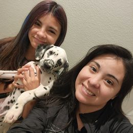 Dalmatian Puppies from America's Dalmatian Friends