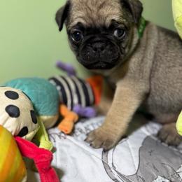 Clint - Fawn male Pug puppy in Hesperia, Michigan from Manistee Farms