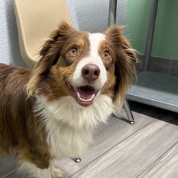 Whiskey - Australian Shepherd