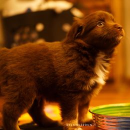Miniature Australian Shepherd Puppies from Talbot's Mini Aussies