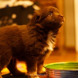 Miniature Australian Shepherd Puppies from Talbot's Mini Aussies