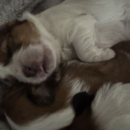 Shih Tzu Puppies from Lovely Shih Tzu's