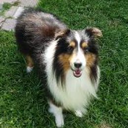 Sebastian - Shetland Sheepdog