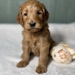 Sophie - Red  female Goldendoodle puppy in Osage City, Kansas from Golden Ridge Goldens
