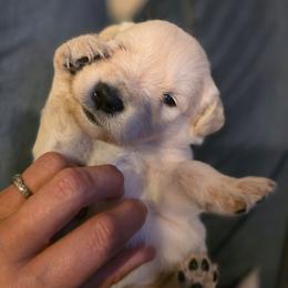 Baby Girl Purple - Light golden female Golden Retriever puppy in Clarksville, Tennessee from 255 Goldens