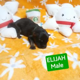 Elijah Green Collar - Black and red male German Shepherd puppy in Bedias, Texas from TiPi S Ranch's German Shepherds