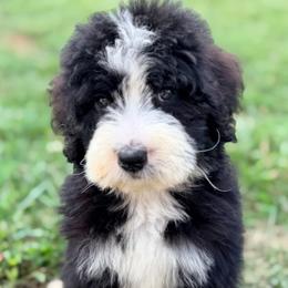 Prada with training - Black and white female Bernedoodle puppy in Boonville, North Carolina from Doods & Dolls