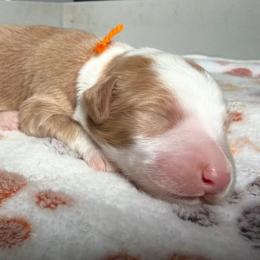Aussiedoodle, Bernedoodle, Cavapoo, Goldendoodle, and Newfypoo Puppies from Haaspawz