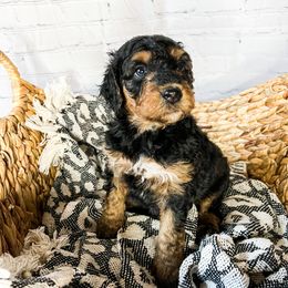 Smokey - Bernedoodle puppy in Lehi, Utah from Larsen Litters