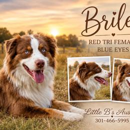 Brilee - Miniature Australian Shepherd