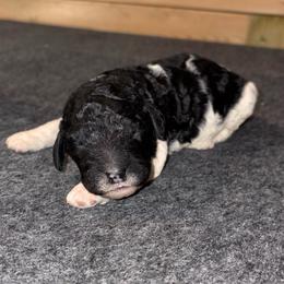 Blackjack - Parti male Goldendoodle puppy in Nathalie, Virginia from Deez Doodles