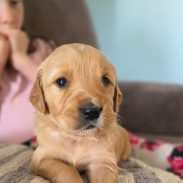 Belle - Dark golden female Golden Retriever puppy in Lebanon, Oregon from SnowPeakPaws