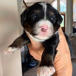 Petal - Tri-color female Bernedoodle puppy in Royse City, Texas from Platinum Bernedoodles of Texas