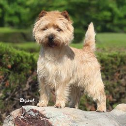 Cairn Terriers from Stonehaven Cairn Terriers