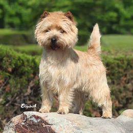Cairn Terriers from Stonehaven Cairn Terriers