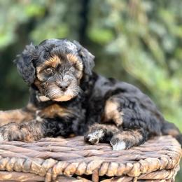 Capri - female Australian Mountain Doodle puppy in Highland, Utah from Angel Pups Deluxe