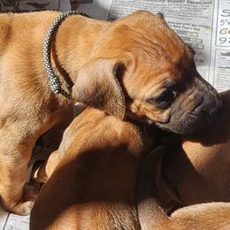 Girl 5 - female Rhodesian Ridgeback puppy in Chino Valley, Arizona from Courage Rhodesian Ridgebacks