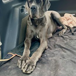 Charlie - Great Dane