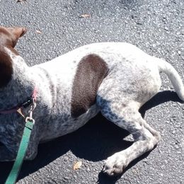 German Shorthaired Pointers from Dancin' German Shorthaired Pointer's