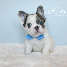 Kingston-Fluffy carries Rojo - Tricolors male French Bulldog puppy in Blue Ridge, Texas from Beason’s HomeGrown Frenchies